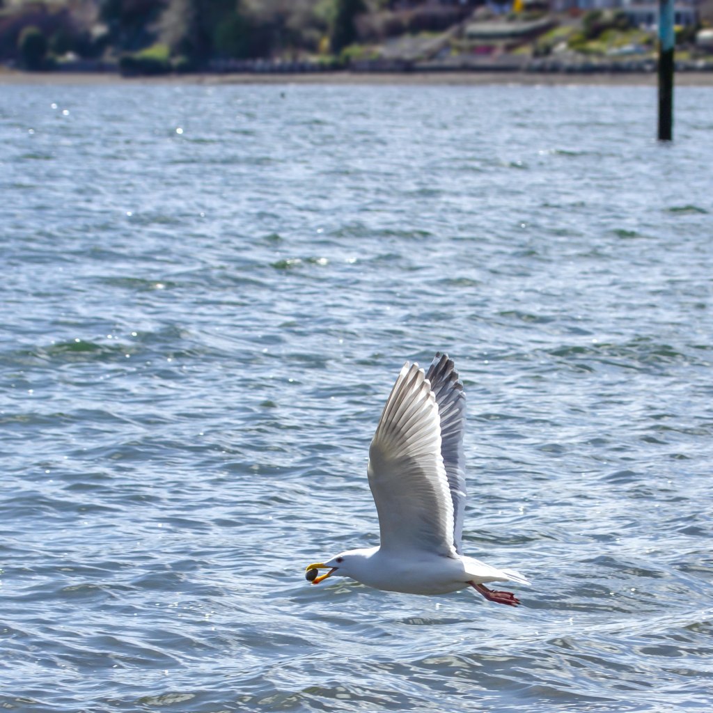 Seagull's Treasure