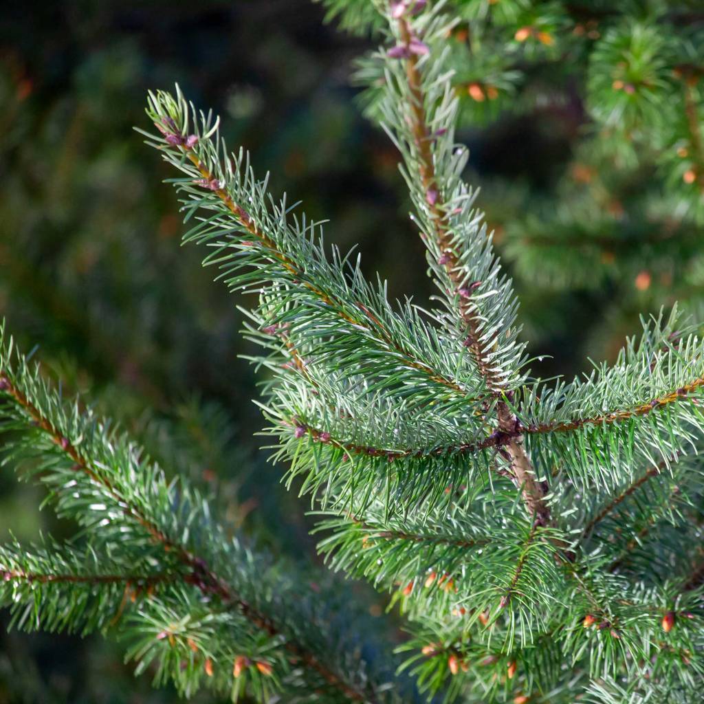 Douglas Fir (Pseudotsuga menziesii)