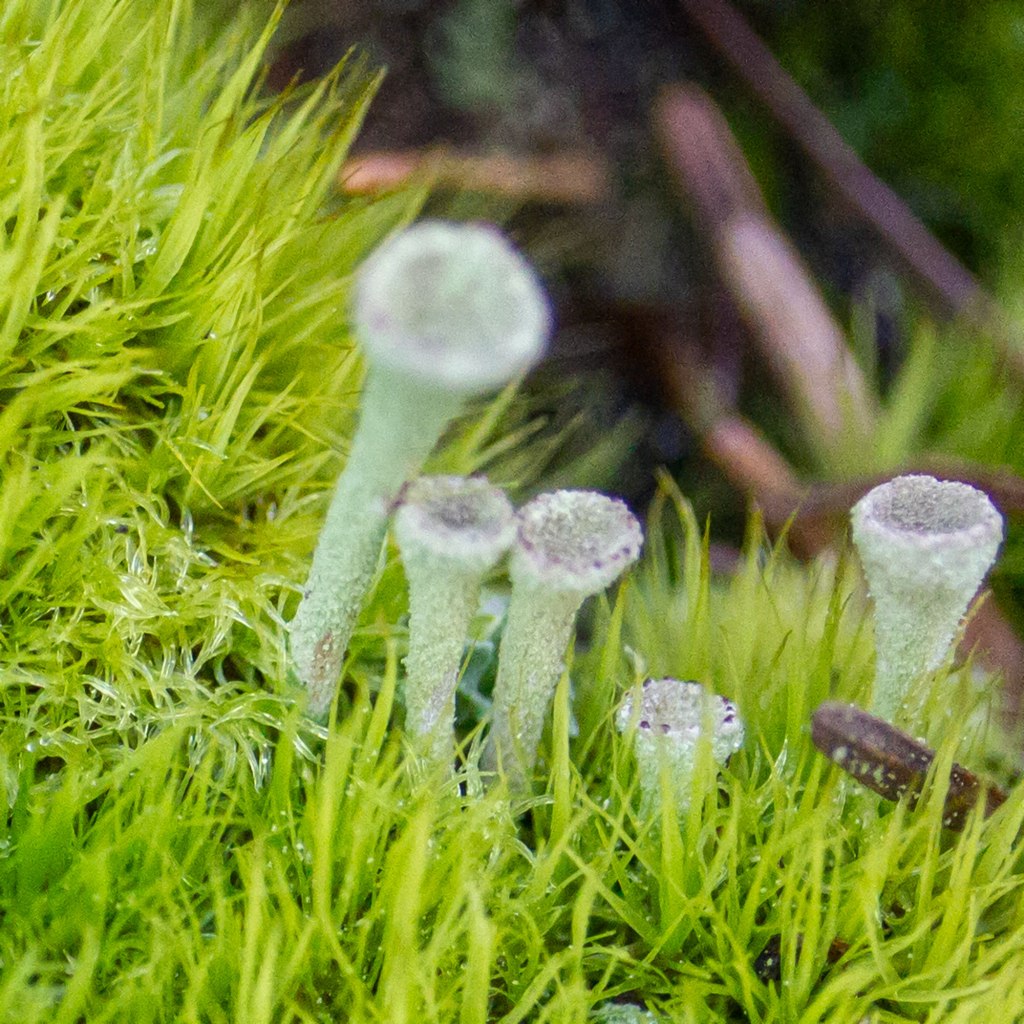 Pixie Cups Lichen and Moss