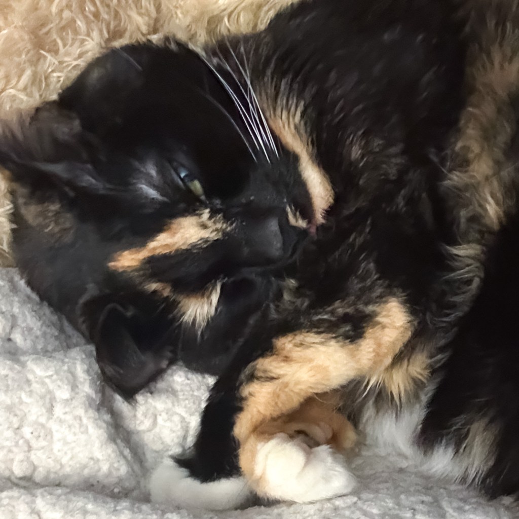 Good Morning - Tortie Cat