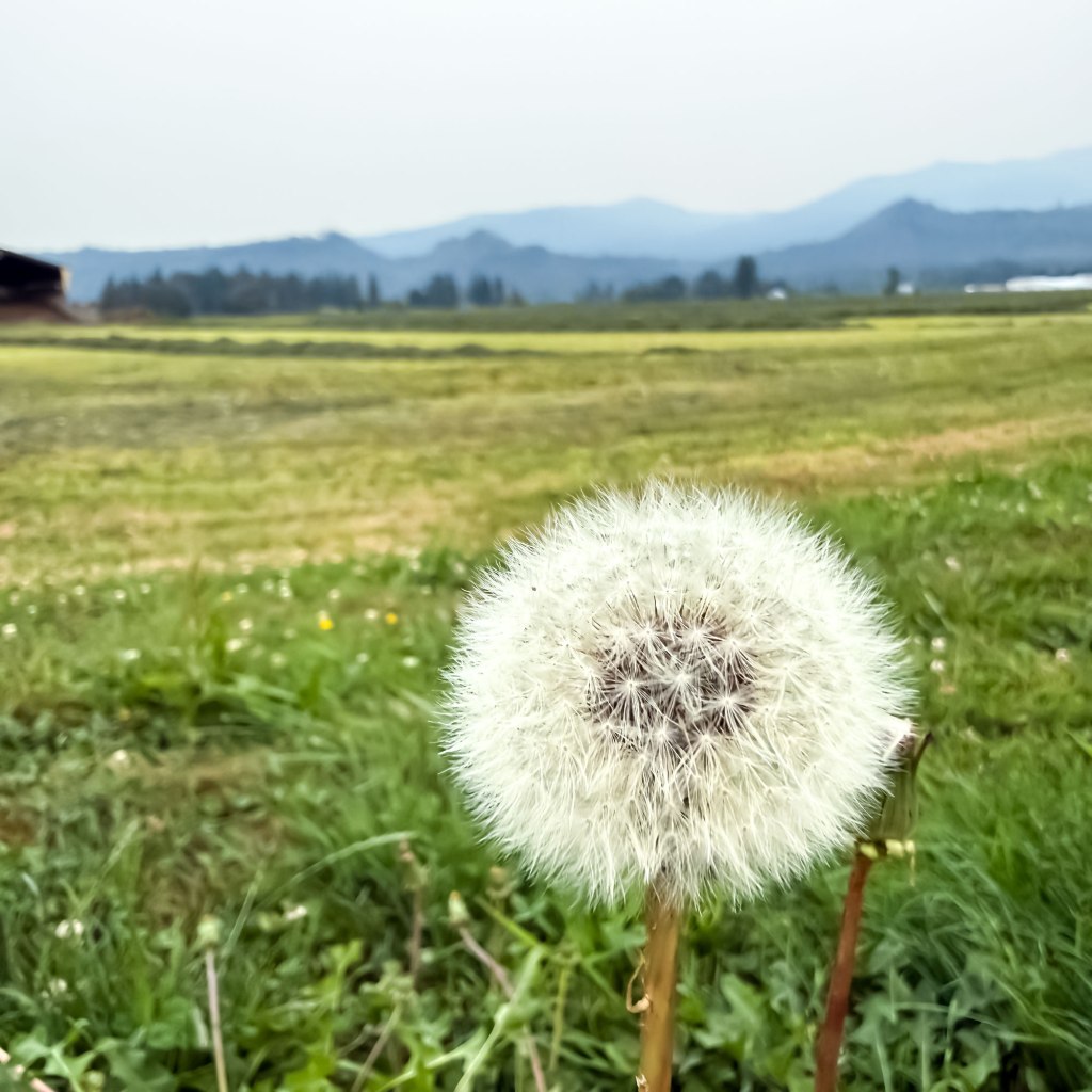 Dandelion Tuft on a Smoky Summer Day