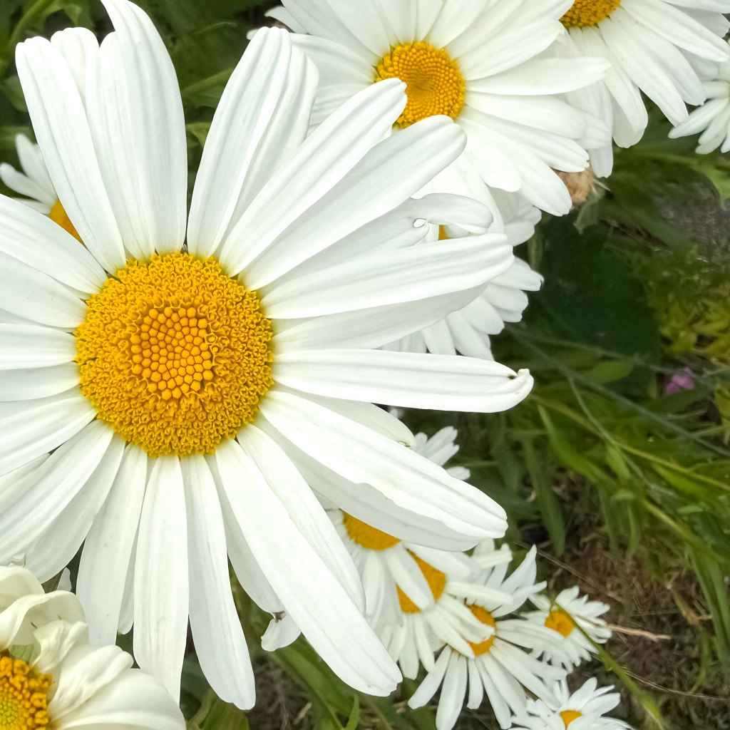 Shasta Daisy Flowers (Leucanthemum superbum)