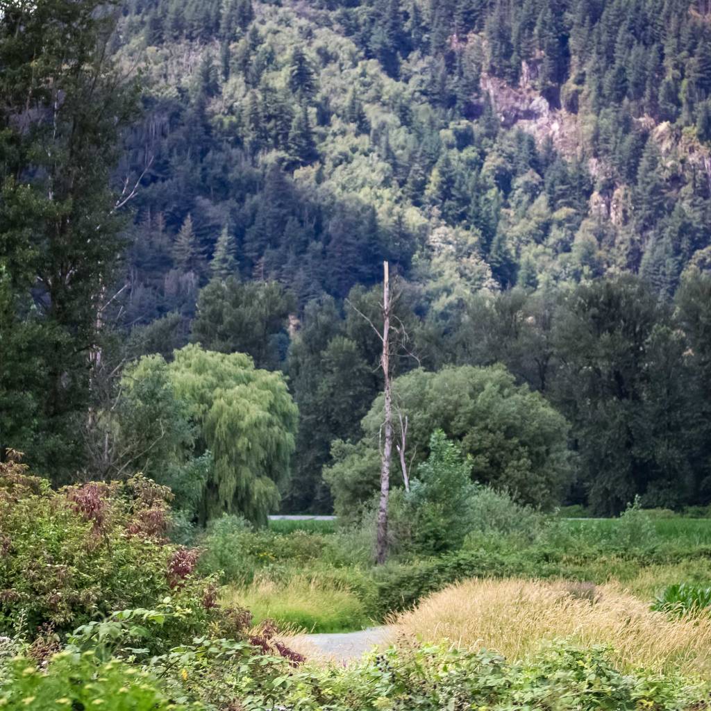 Evergreens and Willow Trees