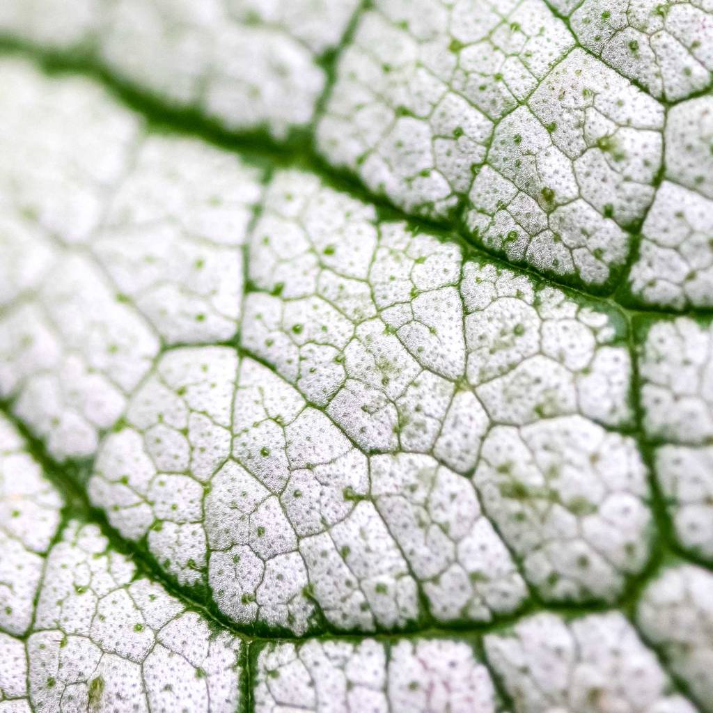 Siberian Bugloss (Brunnera macrophylla) Leaf Details - Macro Focus