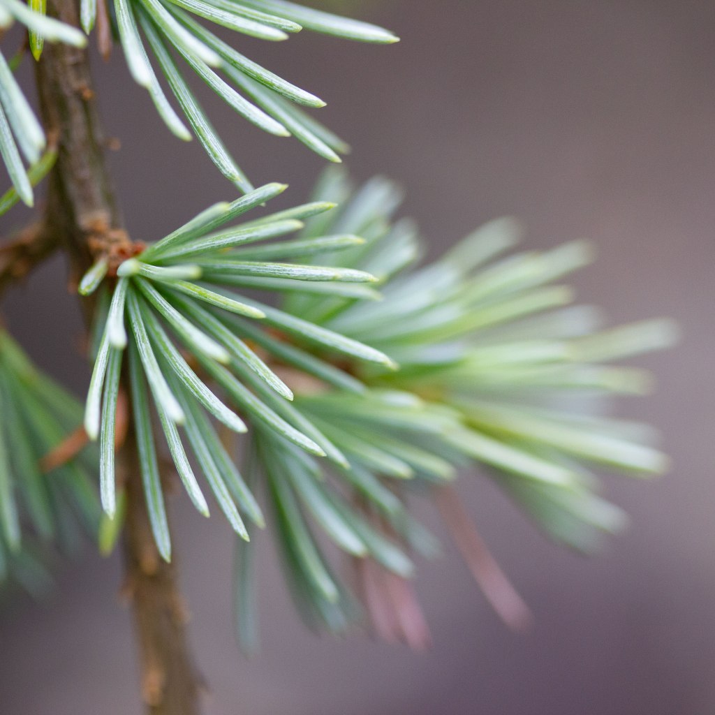Deodar Cedar (Cedrus deodara), Himalayan Cedar
