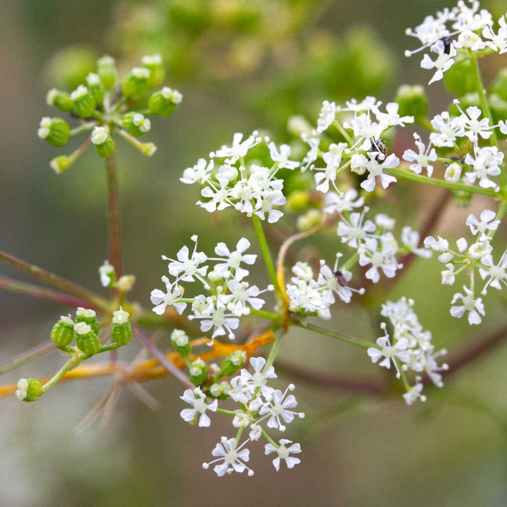 Poison Hemlock (Conium maculatum), Wild Hemlock, Devil's Porridge, Poison Parsley