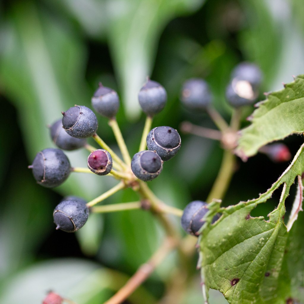 Algerian Ivy (Hedera canariensis) aka. Canary Island Ivy, Canary Ivy, Canarian Ivy, Coney Island Ivy, Madiera Ivy