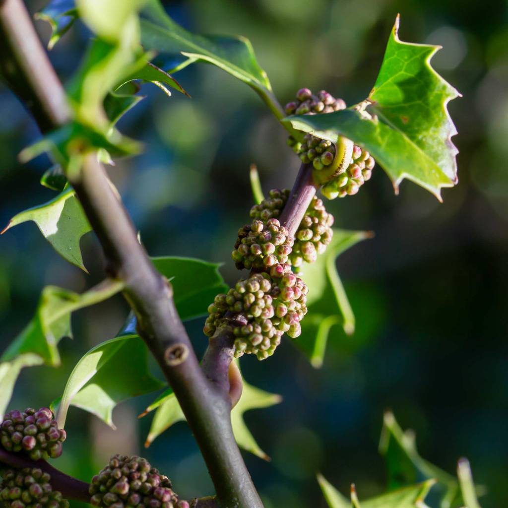 Common Holly (Ilex aquifolium), English Holly, Holly Tree