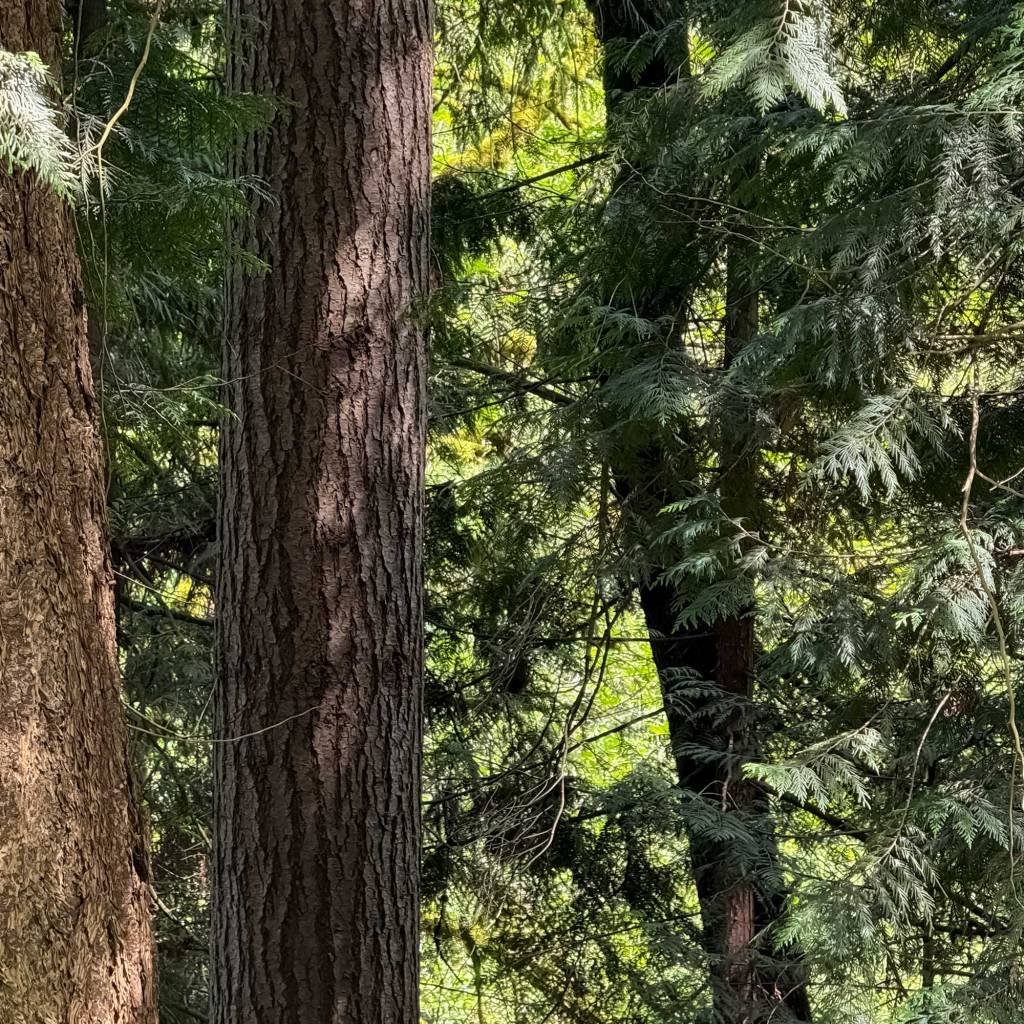Western Red Cedar Forest