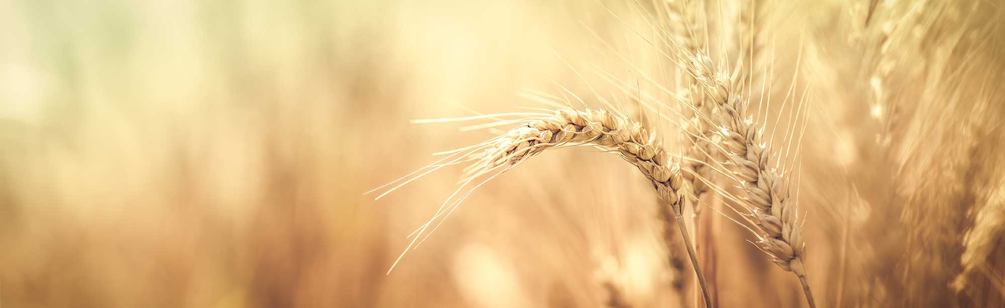 Mabon, the Second Harvest