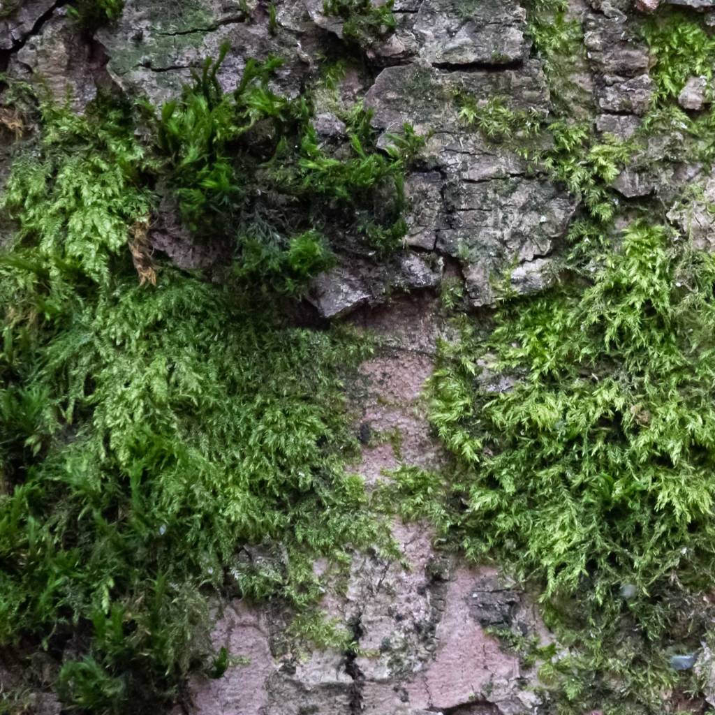 Bright Green Moss on the Trunk of a Tree