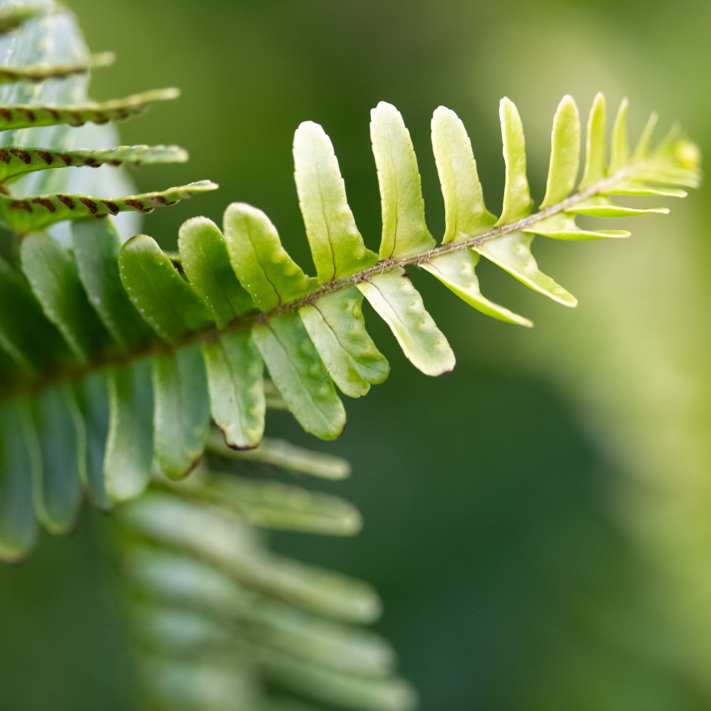 Tuberous Sword Fern (Nephrolpis cordifolia)
