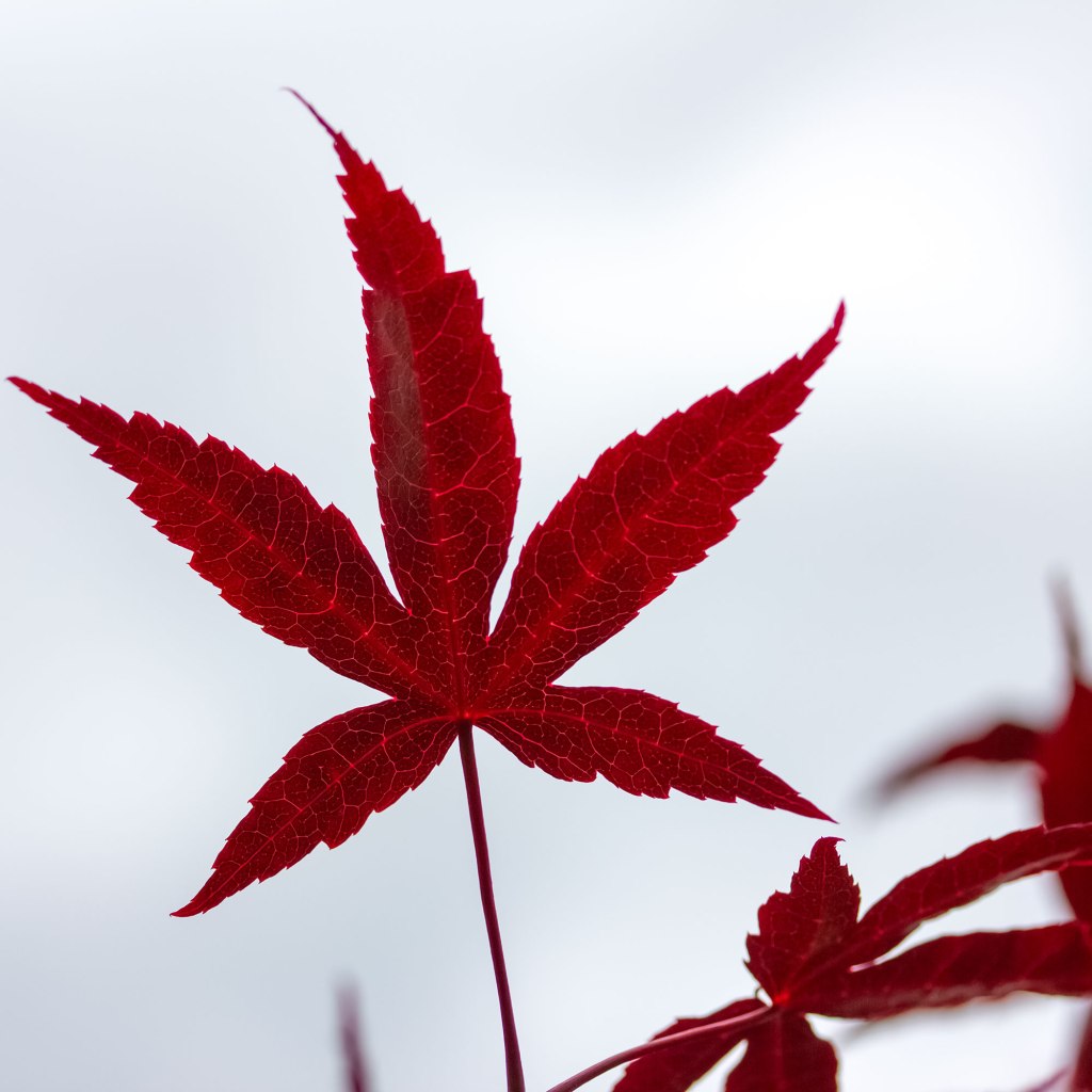 Red Maple Leaf