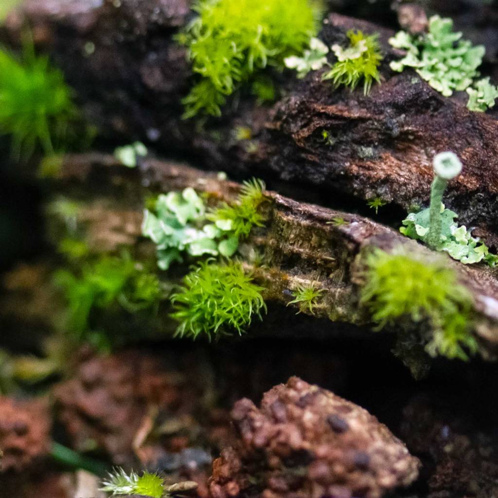 Macro Photo of Moss and Lichen on Bark