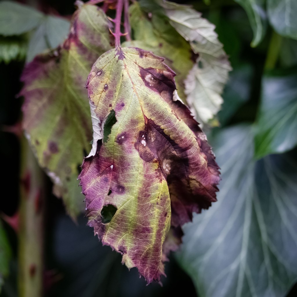 Withered Blackberry Leaf