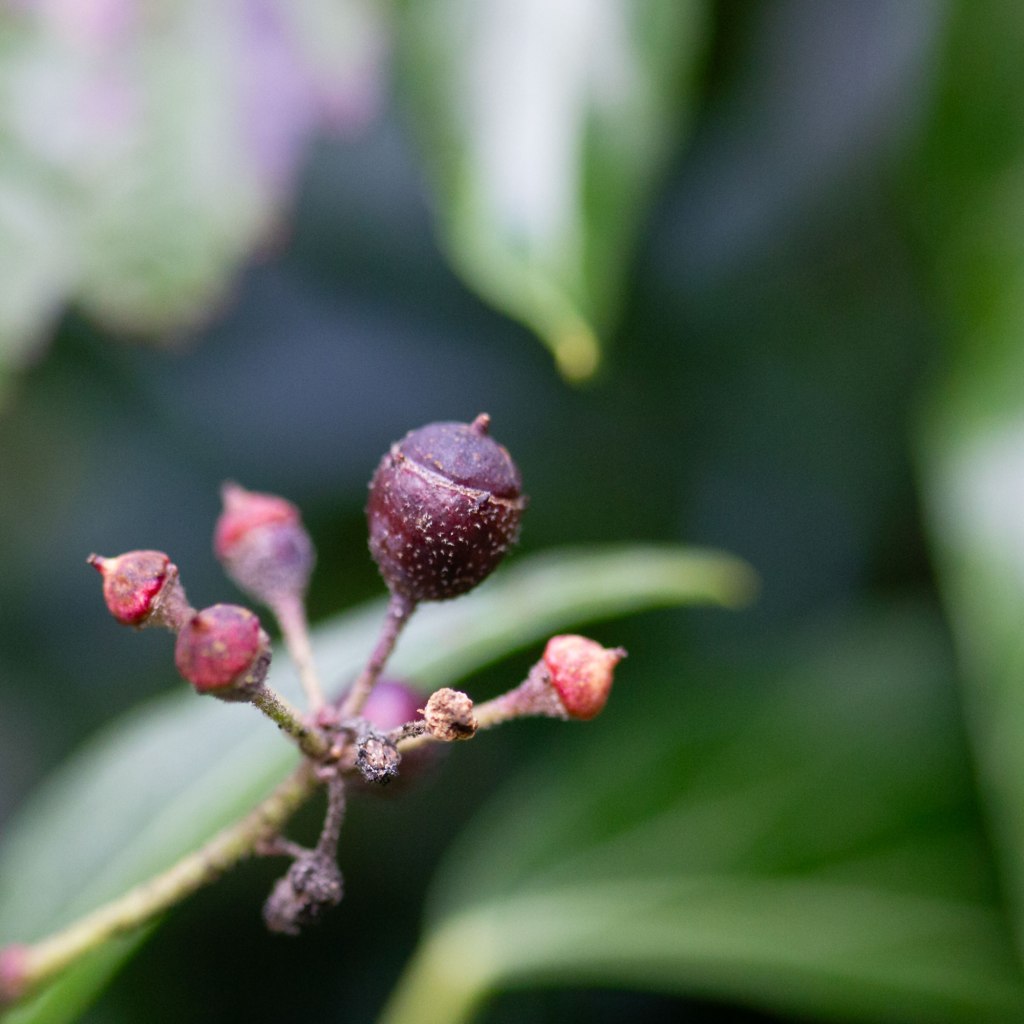 Algerian Ivy (Hedera Canariensis)