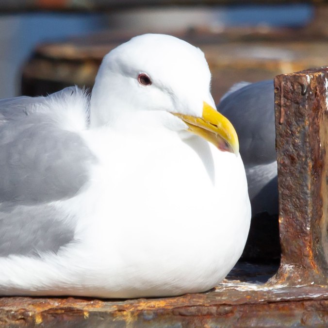 Settled Seagull