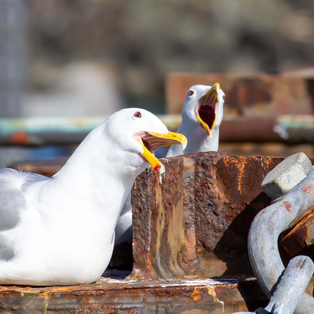 Singing Seagulls