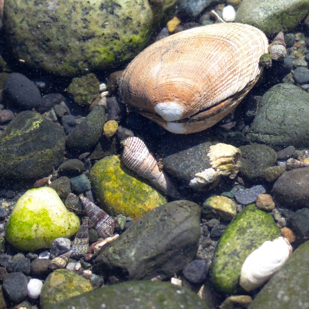 In the Tide Pools