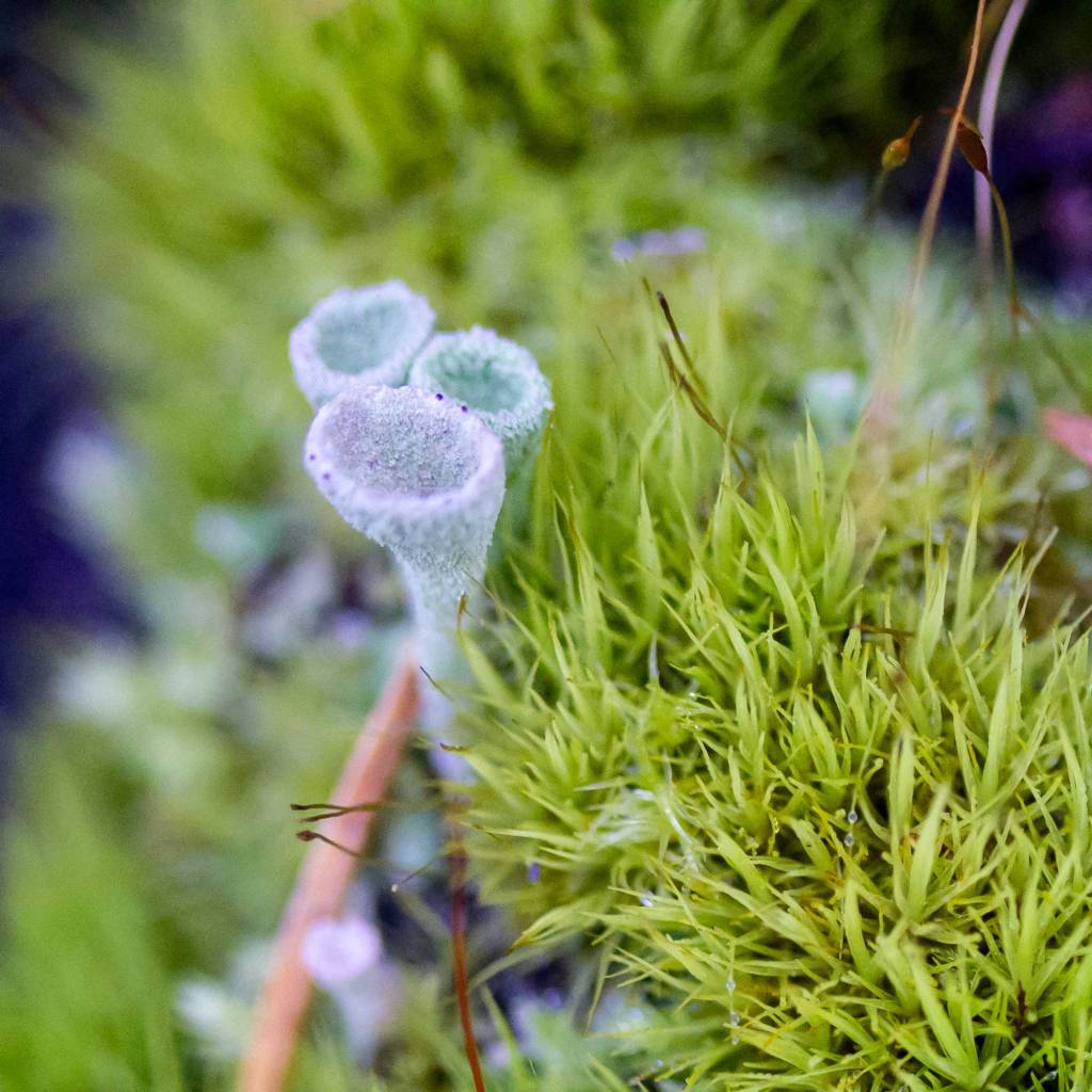 Pixie Cups Lichen in a bed of Moss