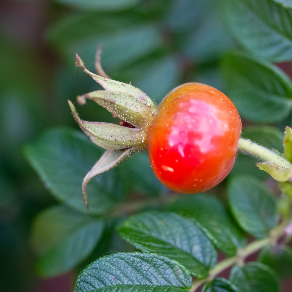 Rosehips
