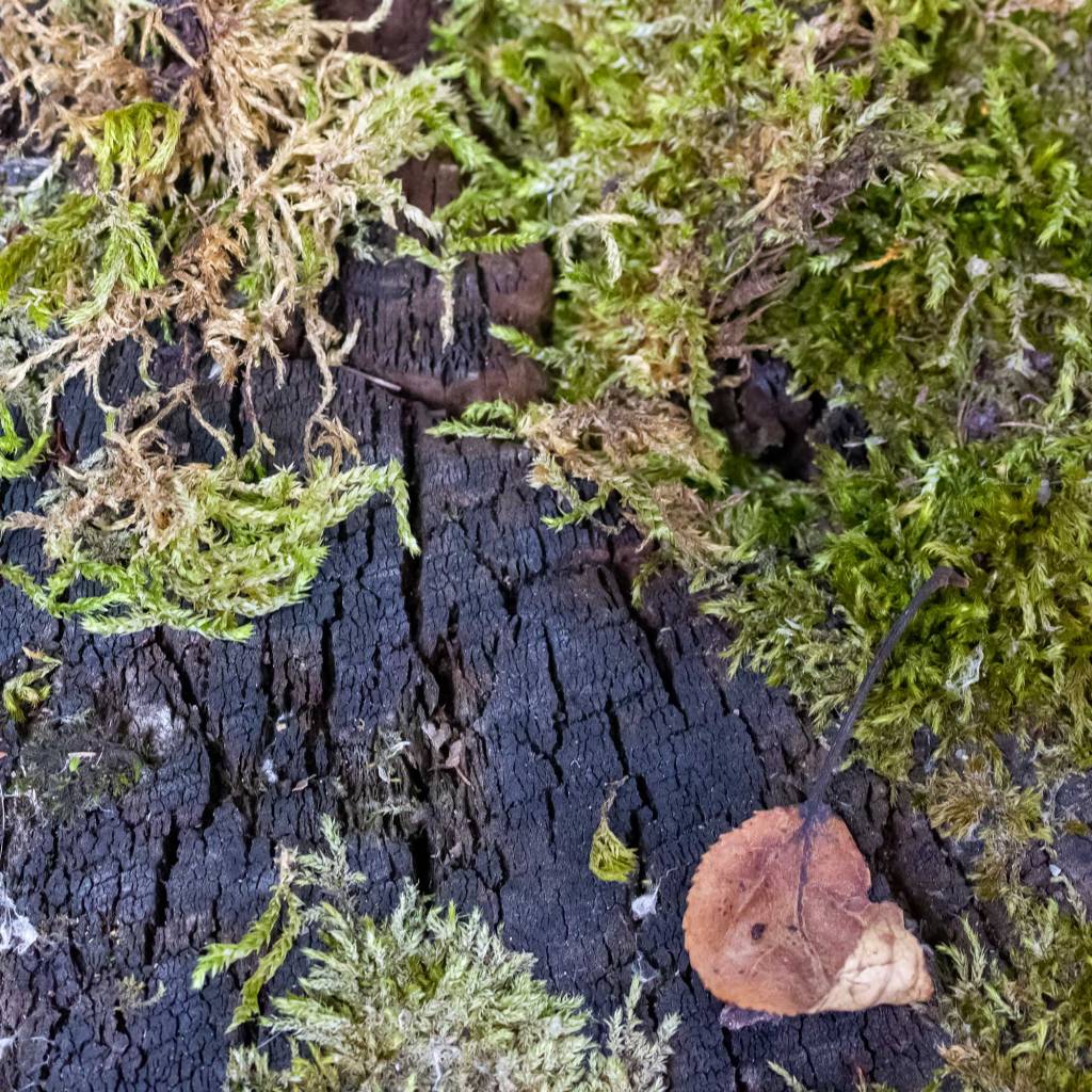 Fern Moss (Thuidium delicatulum)