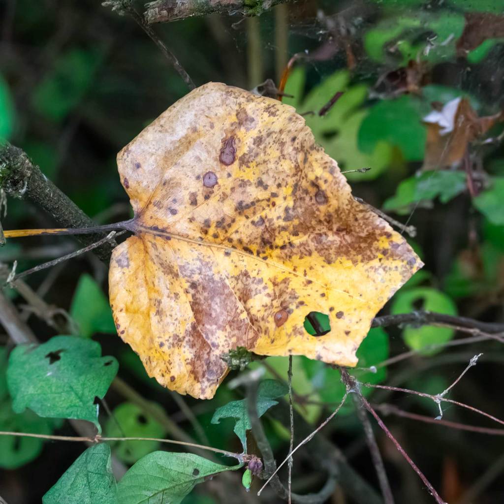 Balsam Poplar (Populus balsamifera) Autumn Leaf