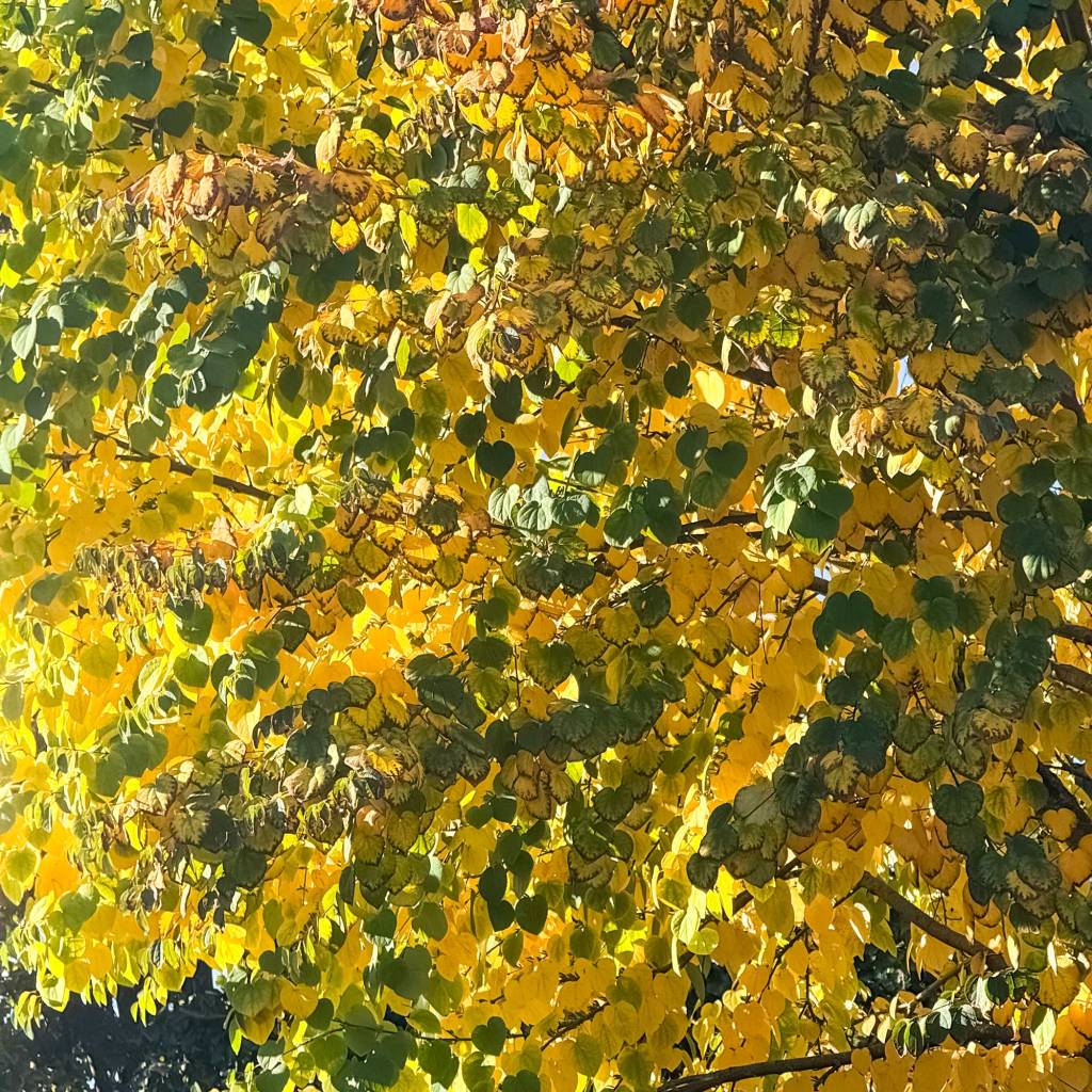 Autumn Leaves Turning