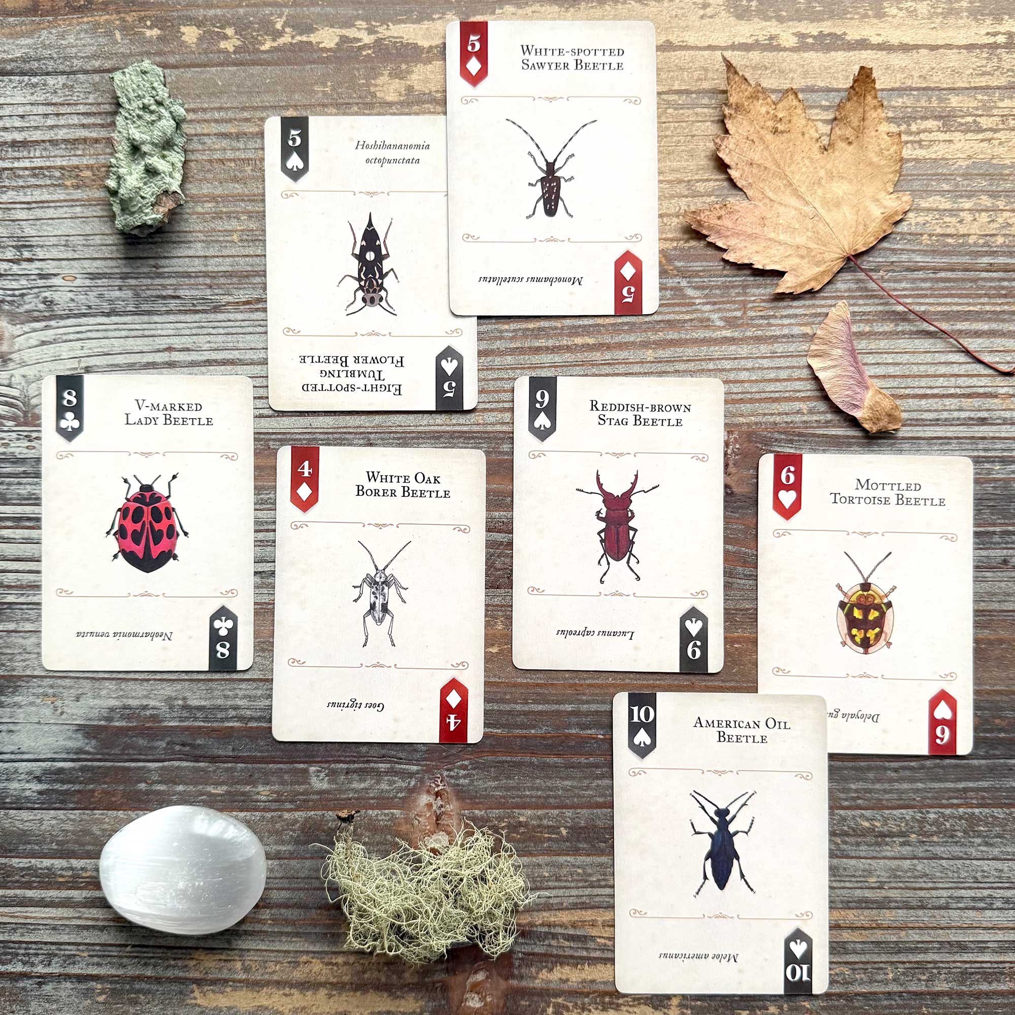 Creative Writing and Cartomancy with the Art of Nature Beetles Playing Cards