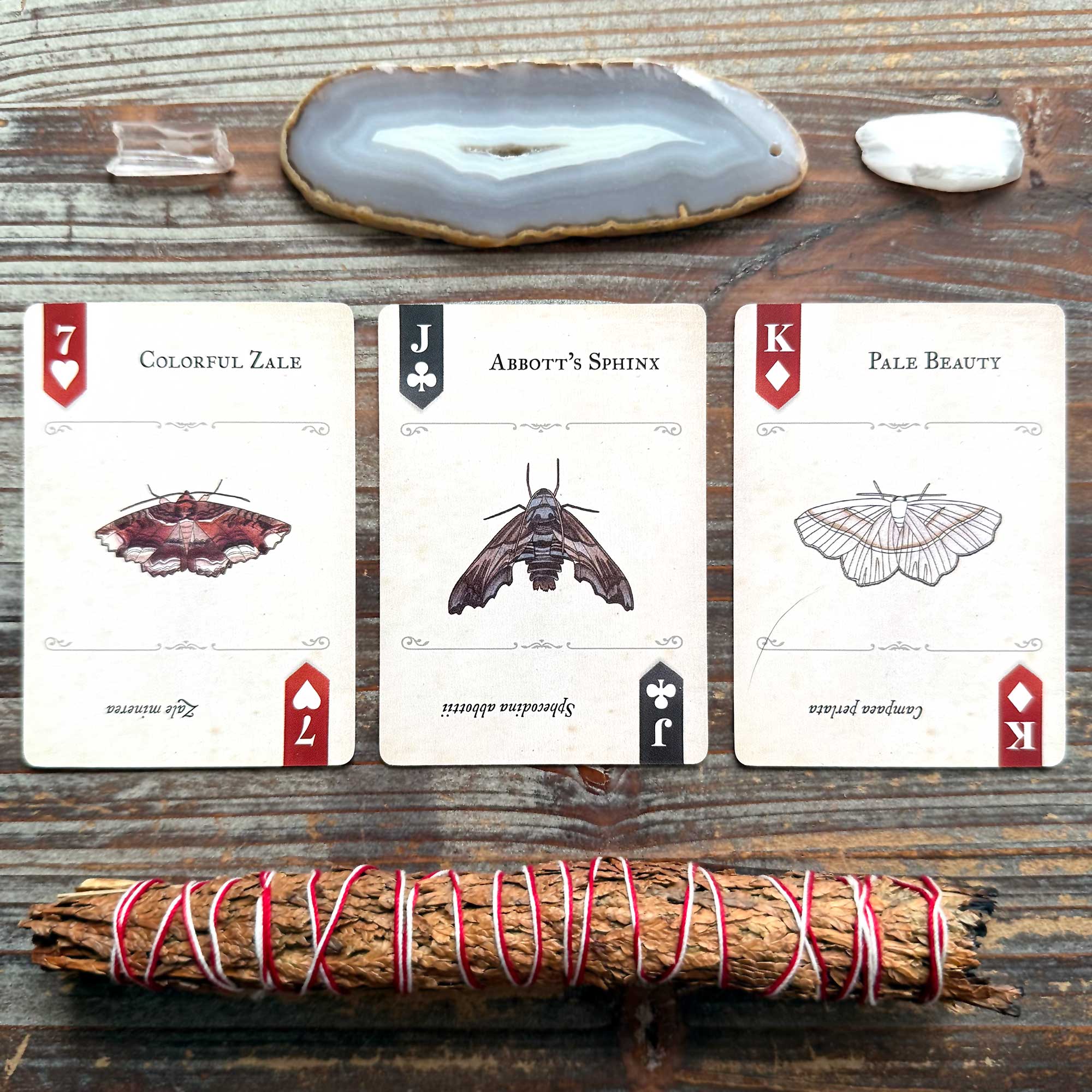 Creative Writing with the Art of Nature Moths Playing Cards