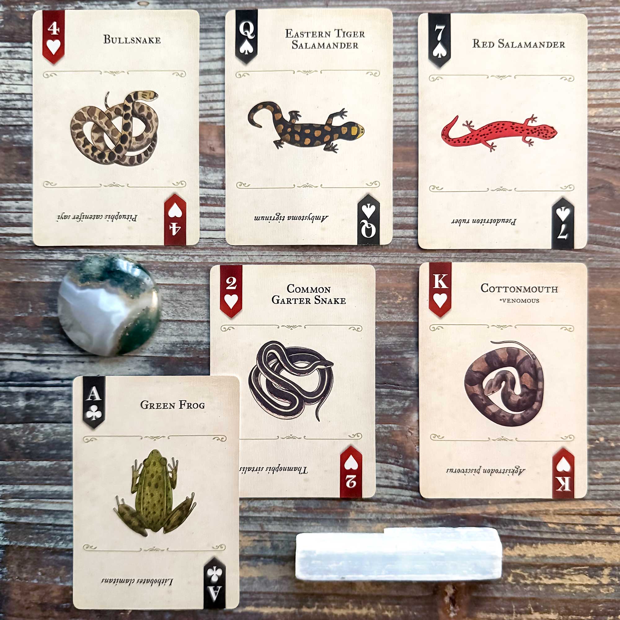 Writing Activity with the Art of Nature Reptiles & Amphibians Playing Cards