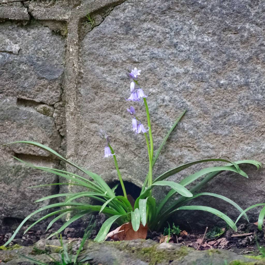 Spanish Bluebell (Hyacinthoides hispanica)