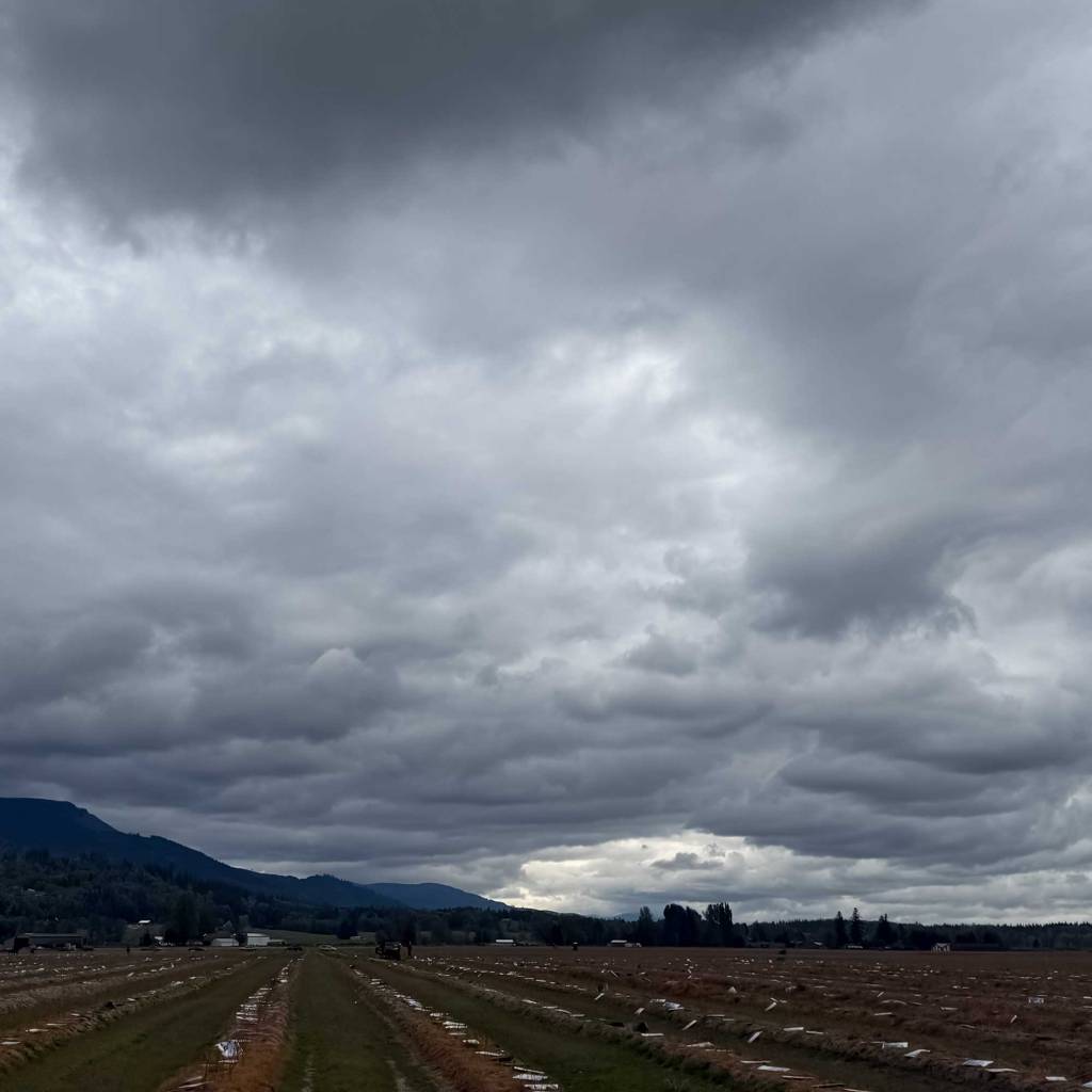 Rainclouds Over Blueberry Fields