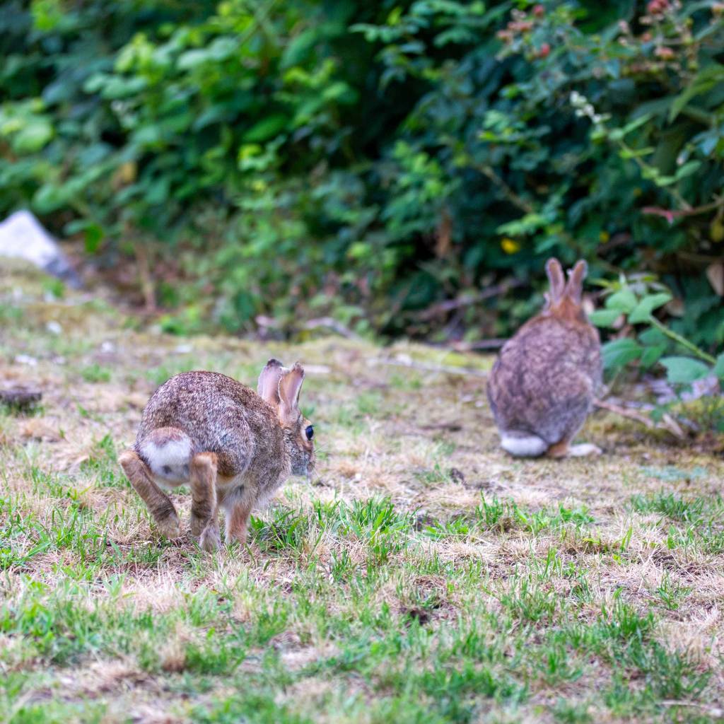 Retreating Rabbits