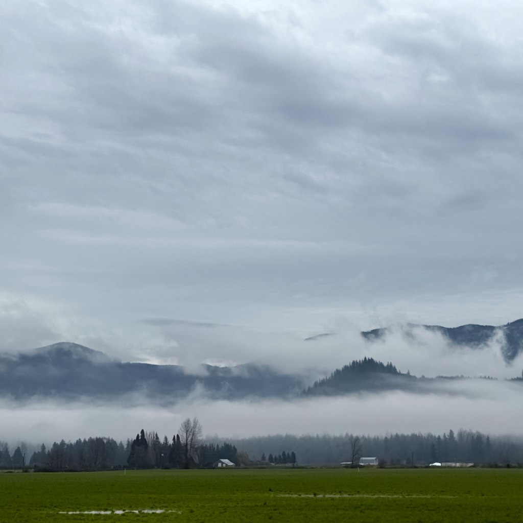 Foggy Fields