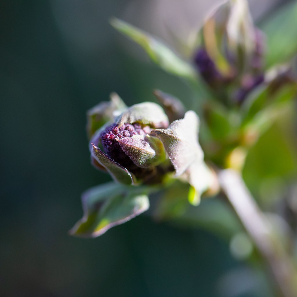 Common Lilac (Syringa vulgaris)