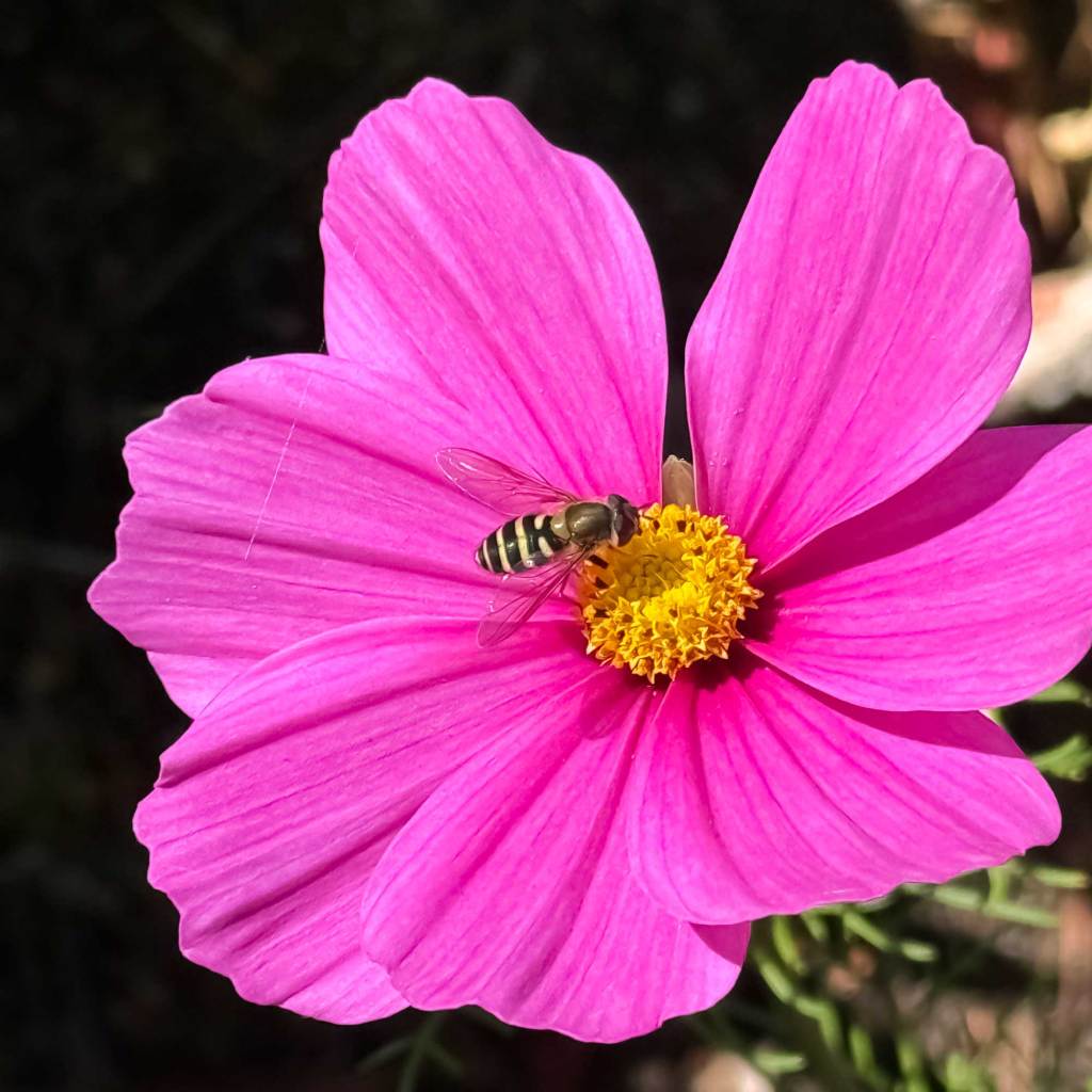 Garden Cosmos (Cosmos bipinnatus)