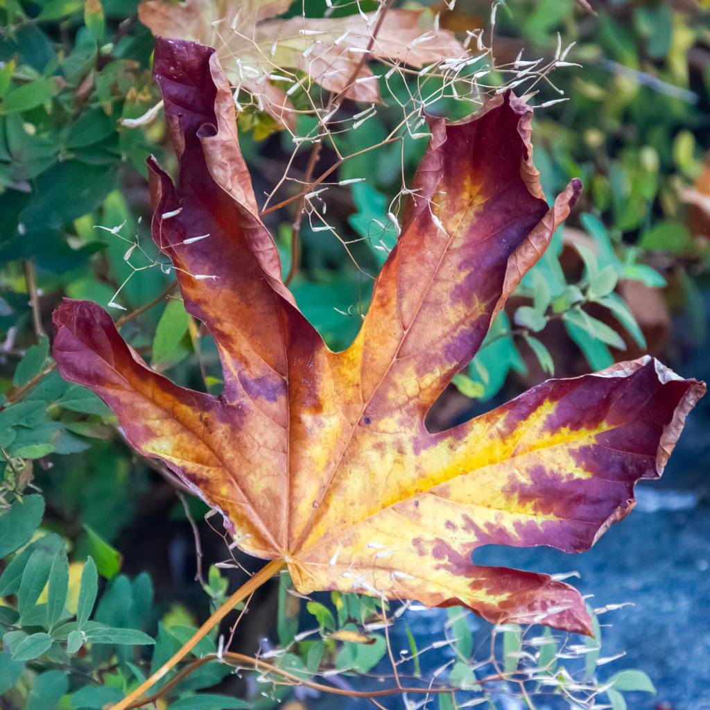 Bigleaf Maple (Acer Macrophyllum) Autumn Leaf