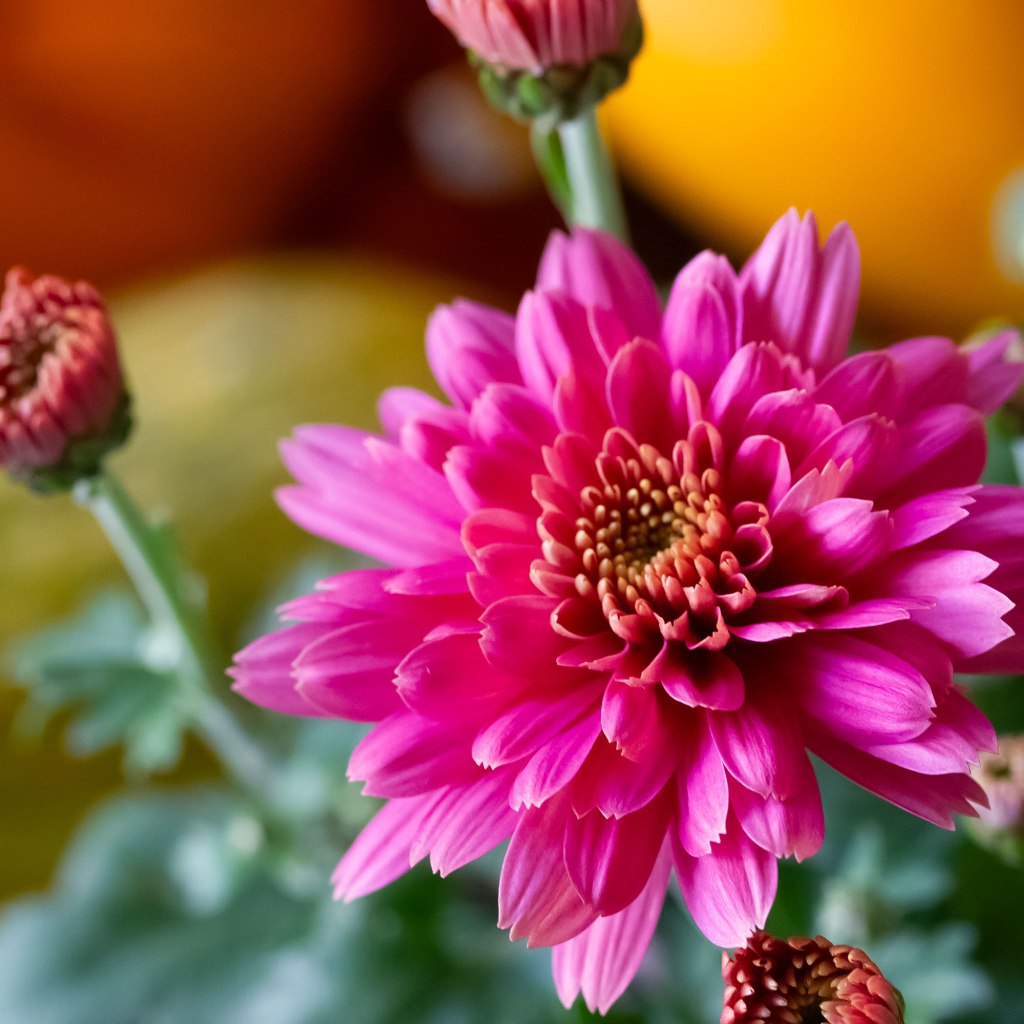 Garden Mum (Chrysanthemum x morifolium)