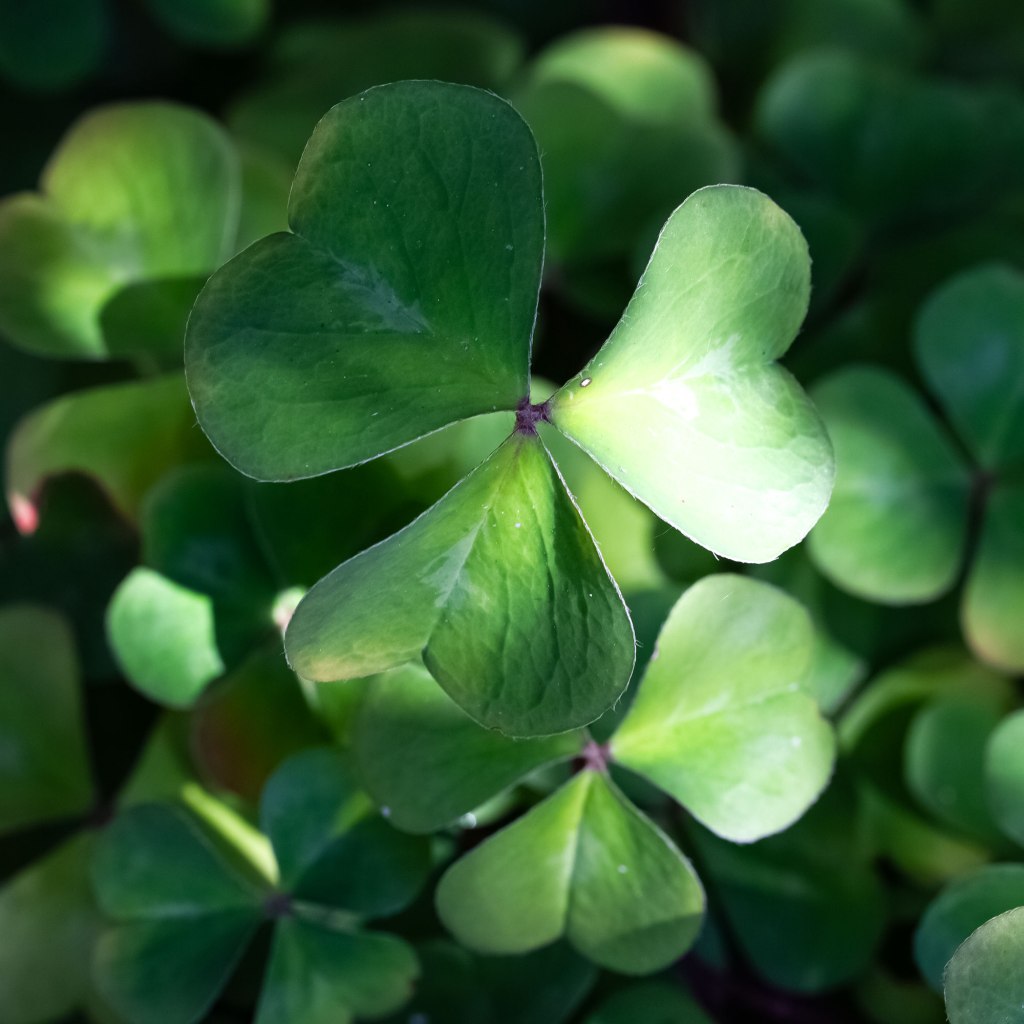 Redwood Sorrel (Oxalis oregana)