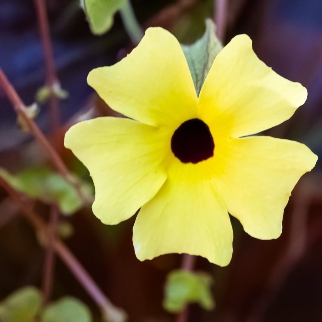Black-eyed Susan (Thunbergia alata)