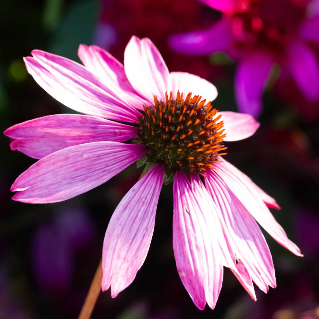 Eastern Purple Coneflower (Echinacea purpurea)