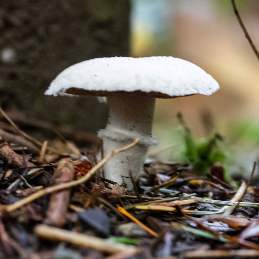 Forest Mushroom