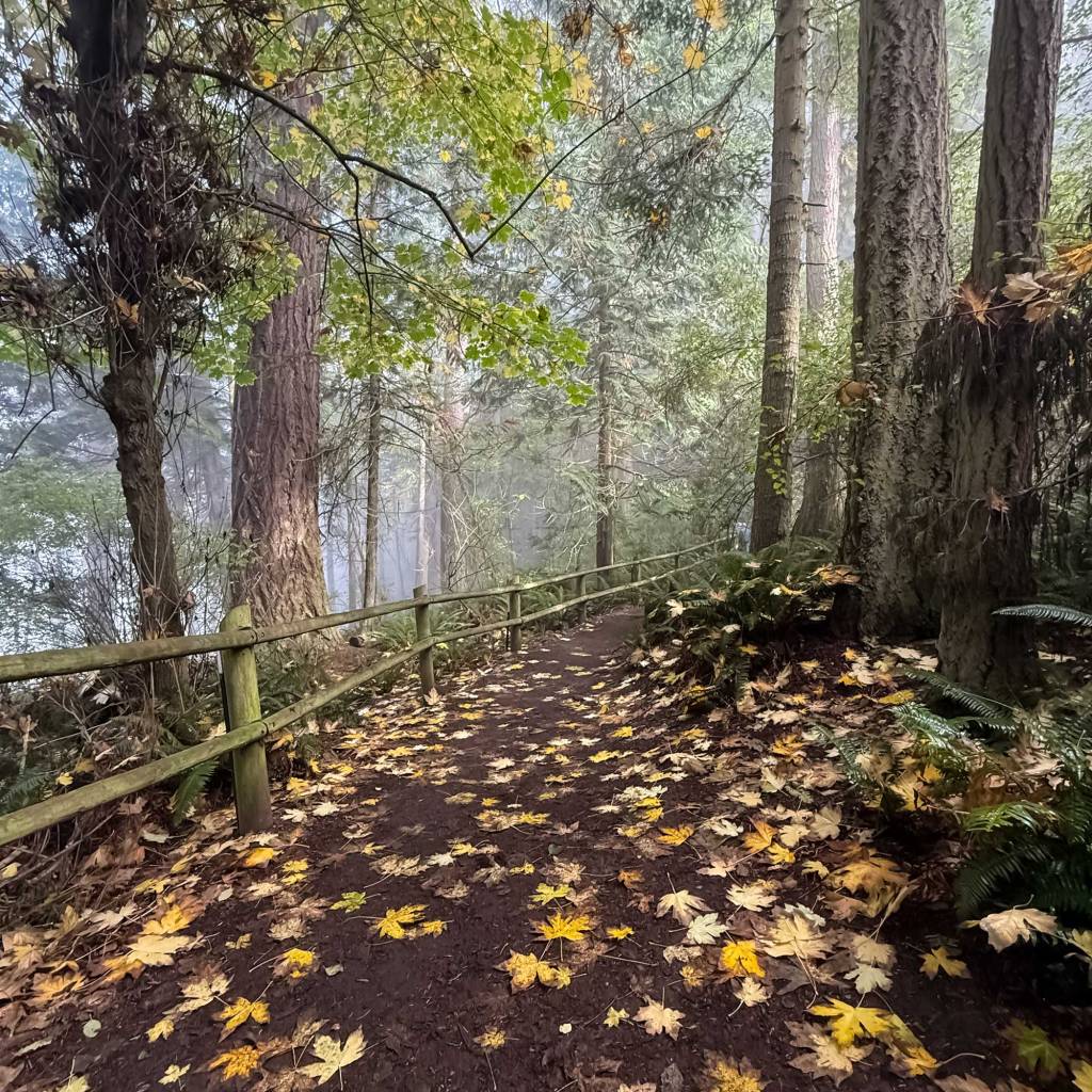 Foggy Hiking Trail