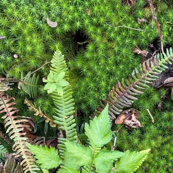 Salmonberry (Rubus Spectabilis), Common Hairmoss (Polytrichum commune), Deer Fern (Struthopteris castanea), and White Meadowsweet (Spiraea alba)