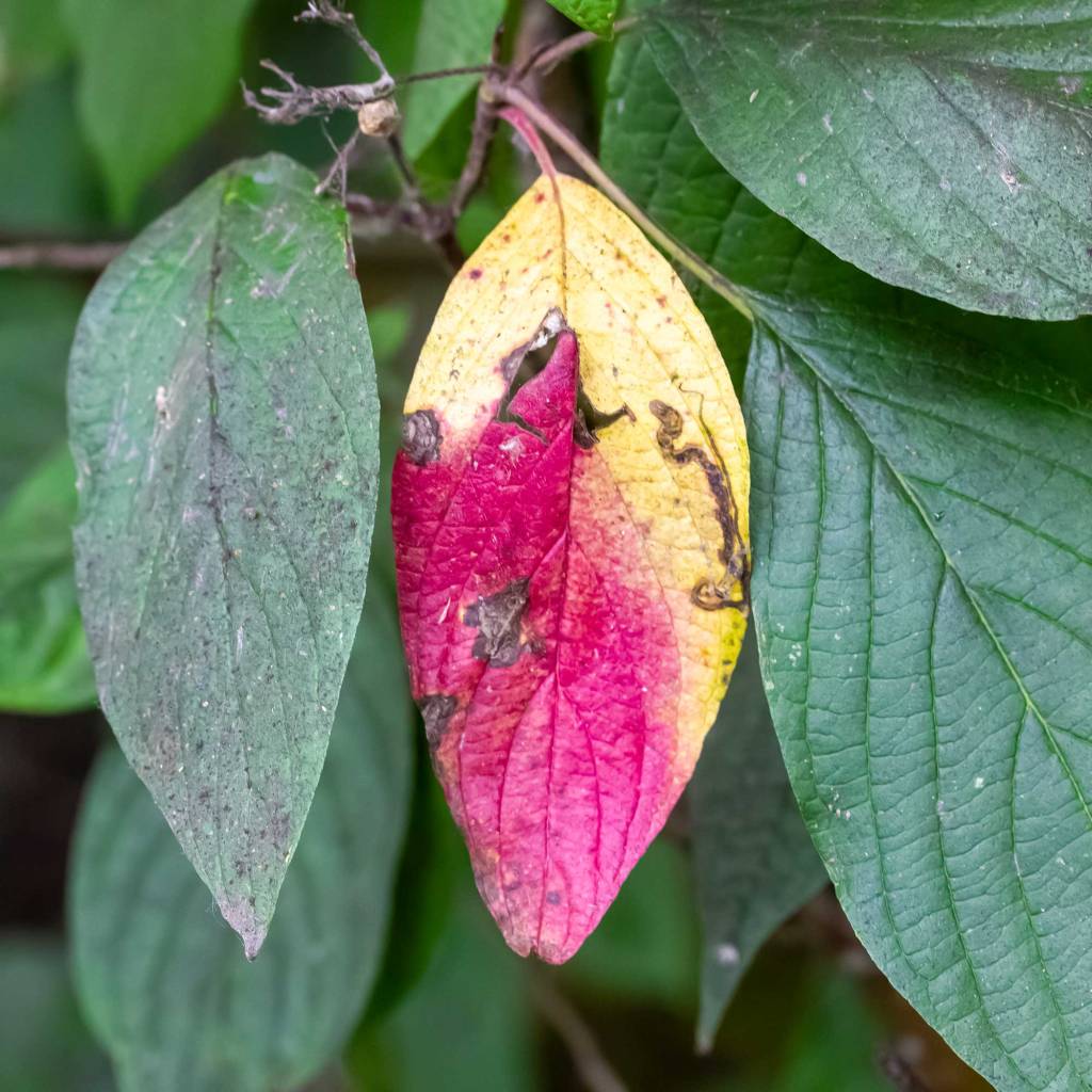 Red Osier Dogwood (Cornus sericea) Autumn Leaf